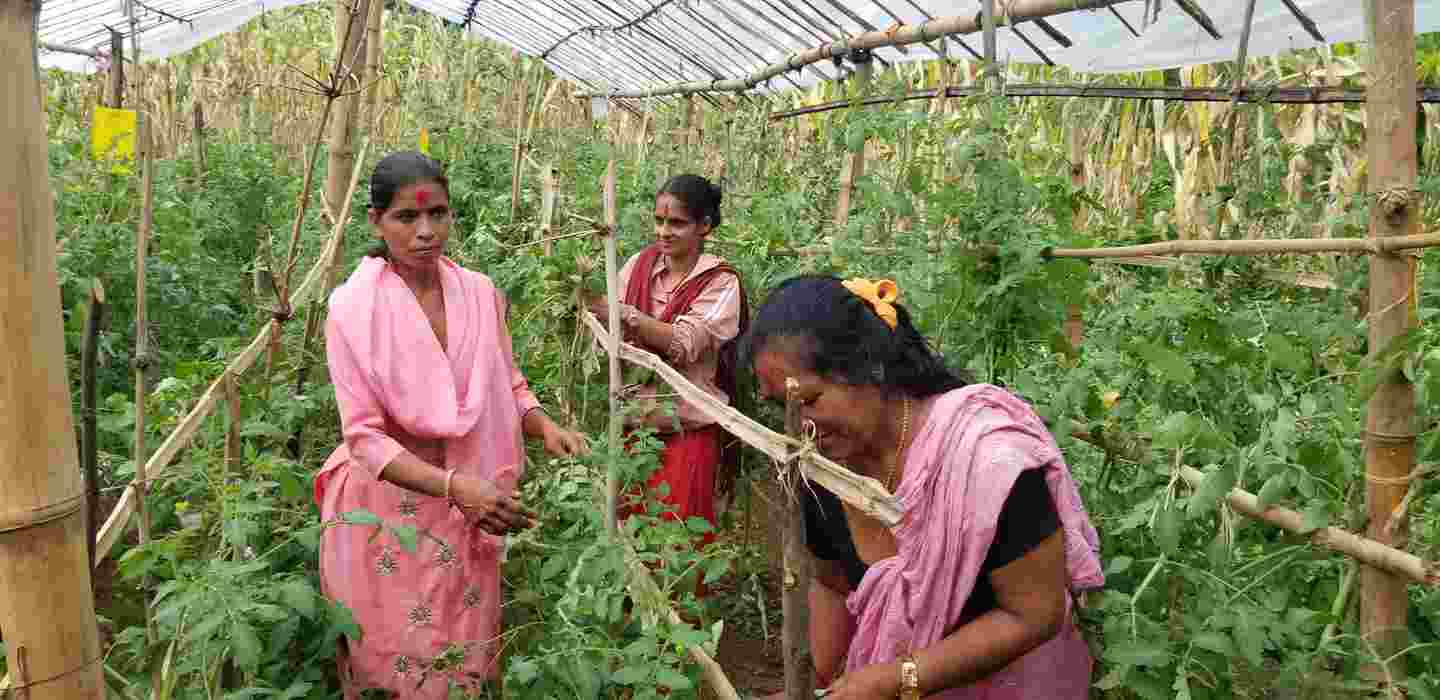 Three women cultivating plants.