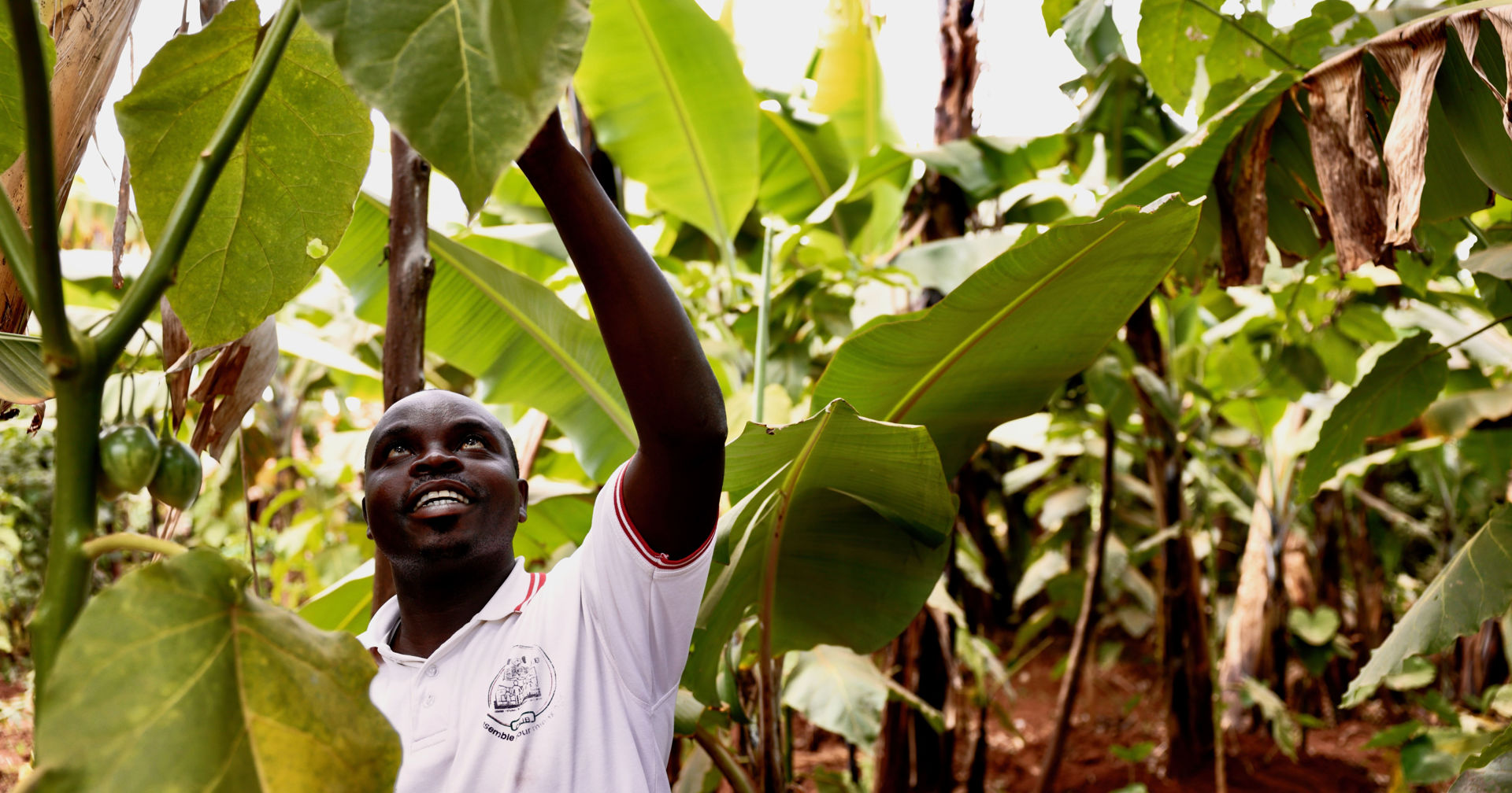 A person wearing a white shirt is standing among banana trees, reaching up high towards the leaves. 
