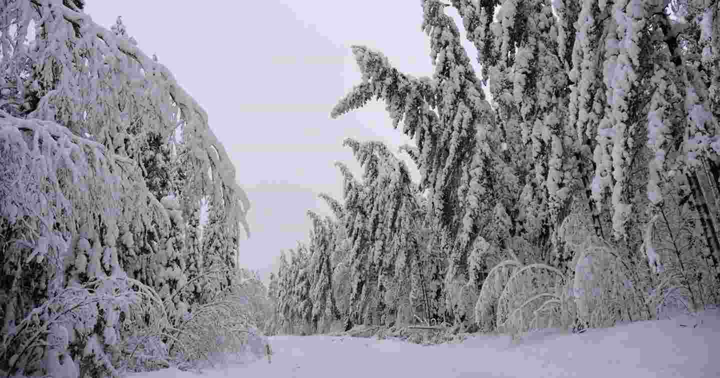 Wet and heavy snow bends trees on power lines in the wintry forest.
