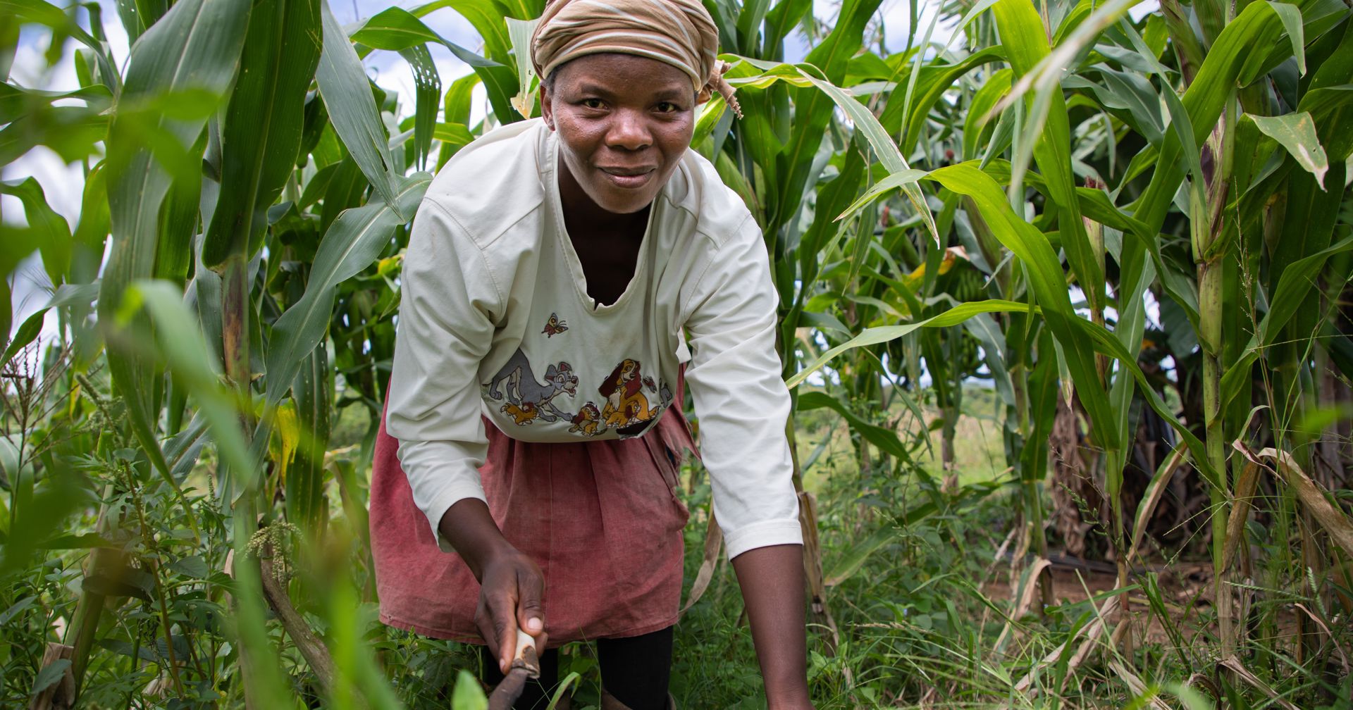 A person wearing a scarf and a white shirt looks at the camera in a cornfield while harvesting crops.