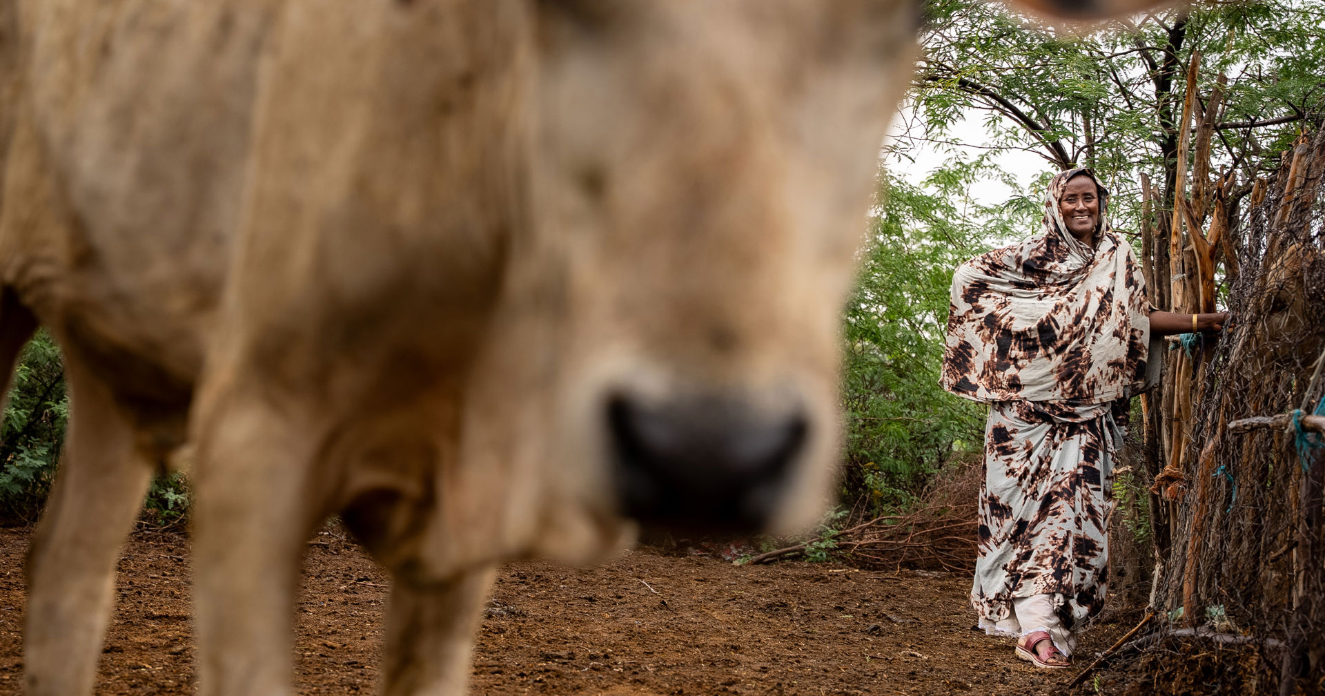 A cow in the foreground is out of focus close to the camera, while in the background a smiling person stands leaning against a livestock enclosure.