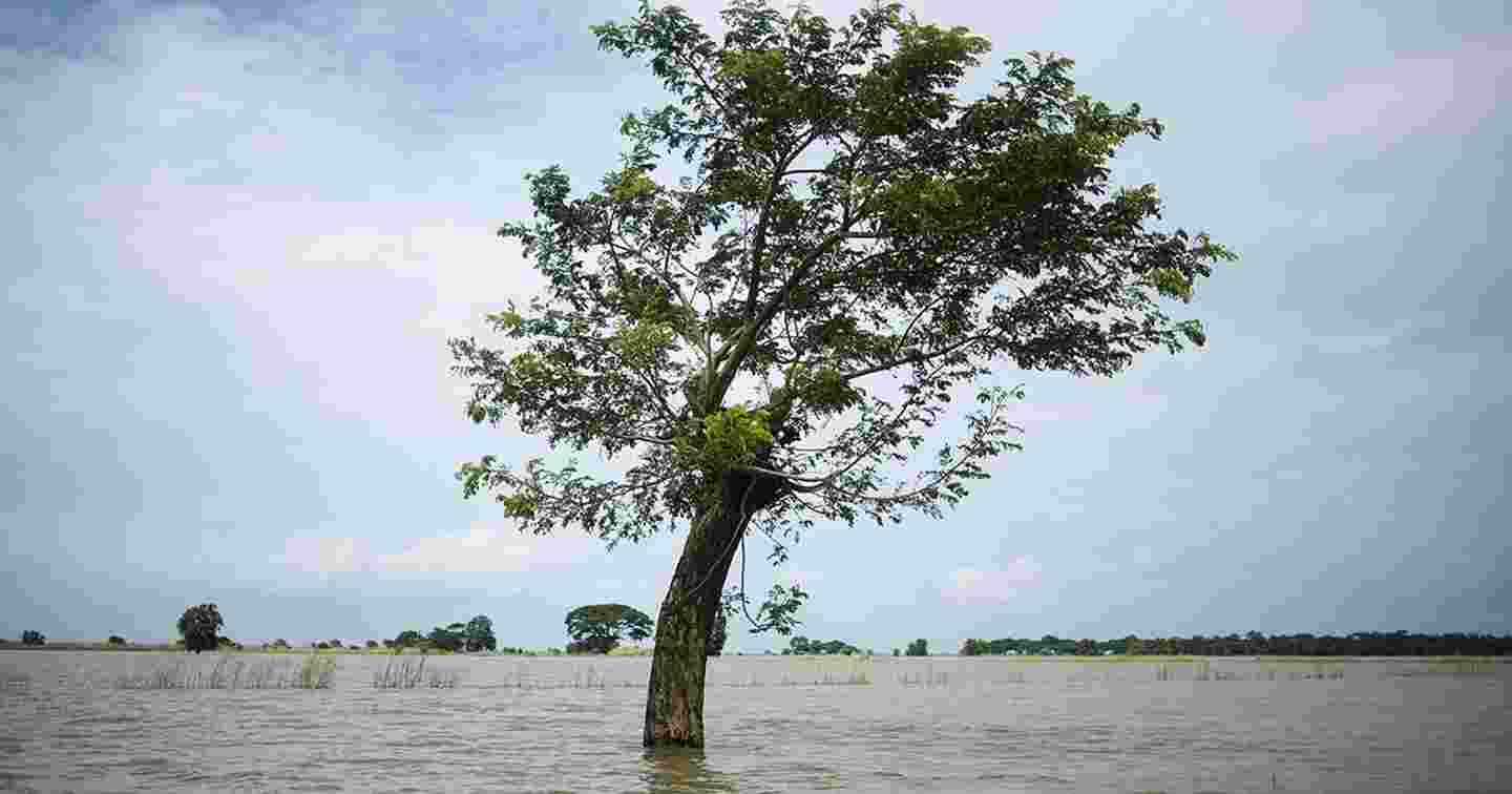 A tree standing in a flooded area.